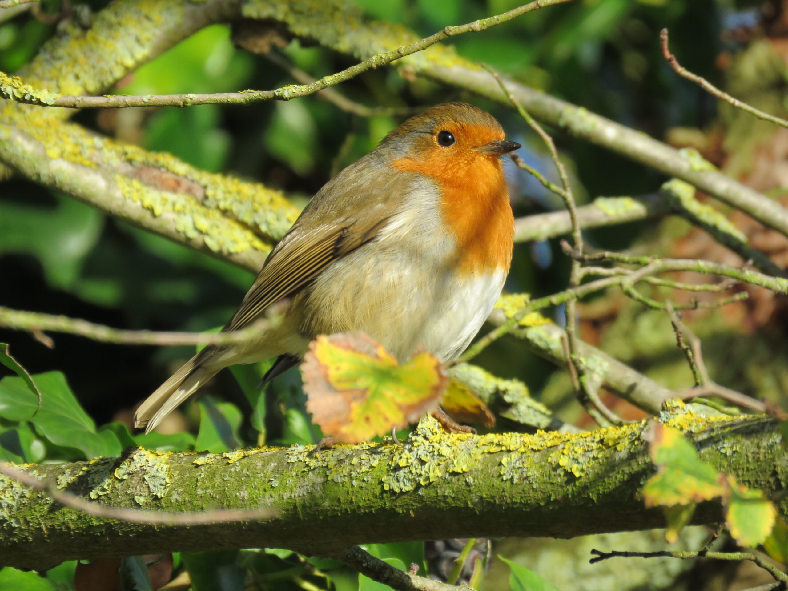 Birding in Queen Elizabeth park