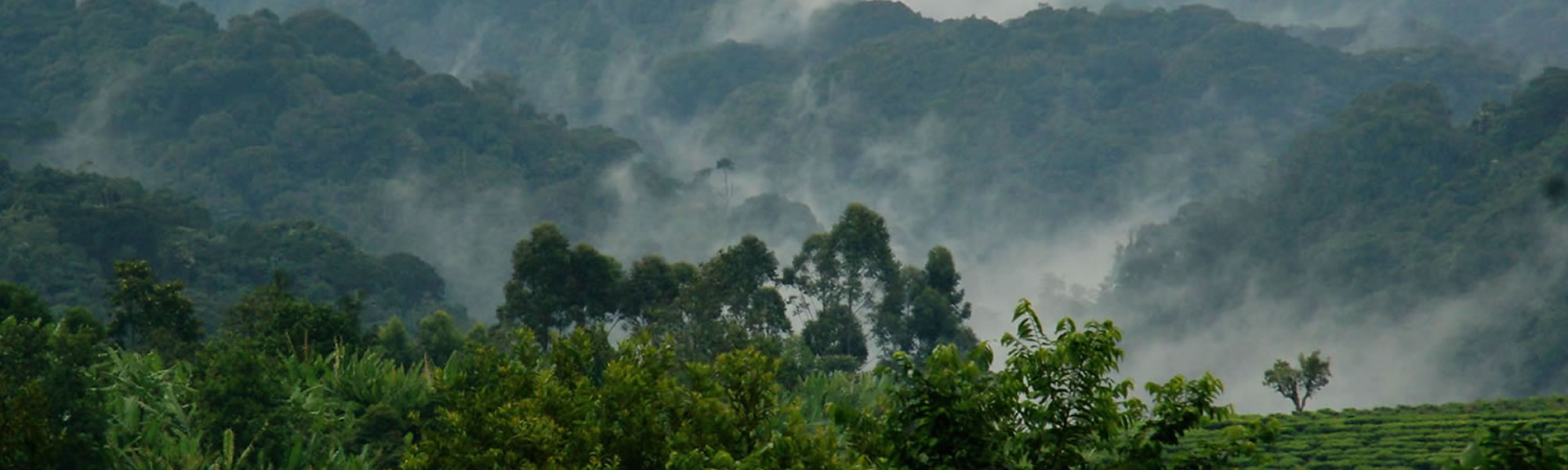 Gishwati Mukura National Park