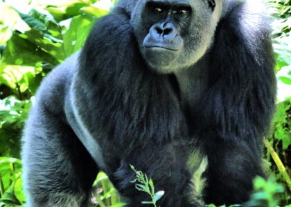 Gorilla habituation