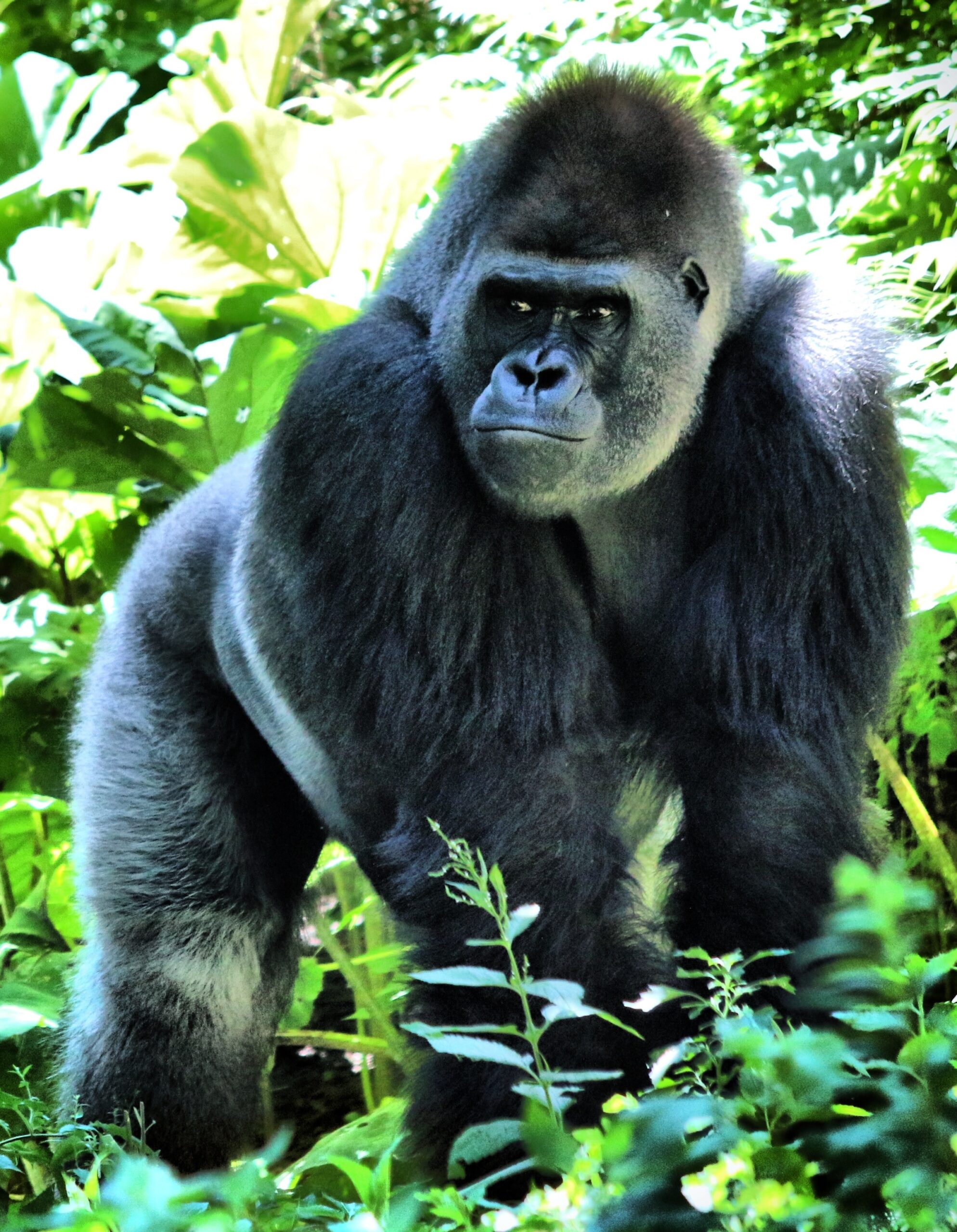 Gorilla habituation