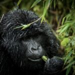Gorilla in Volcanoes National Park