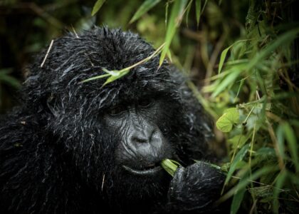 Gorilla in Volcanoes National Park