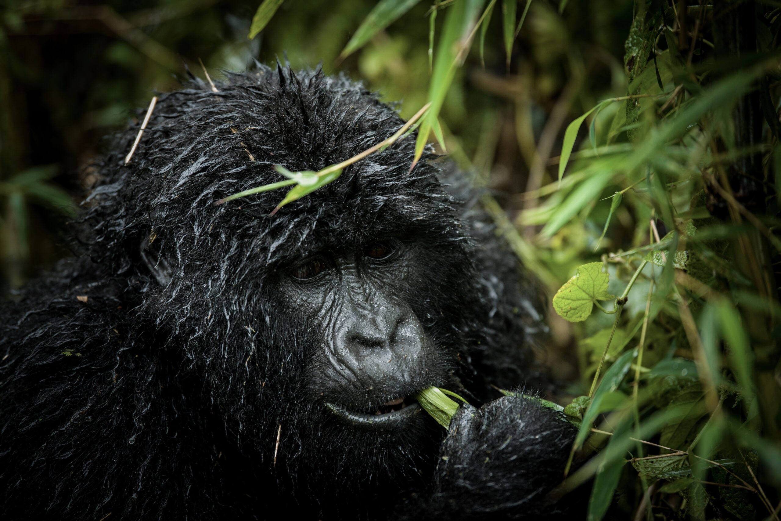 Gorilla in Volcanoes National Park