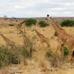 Samburu National Park