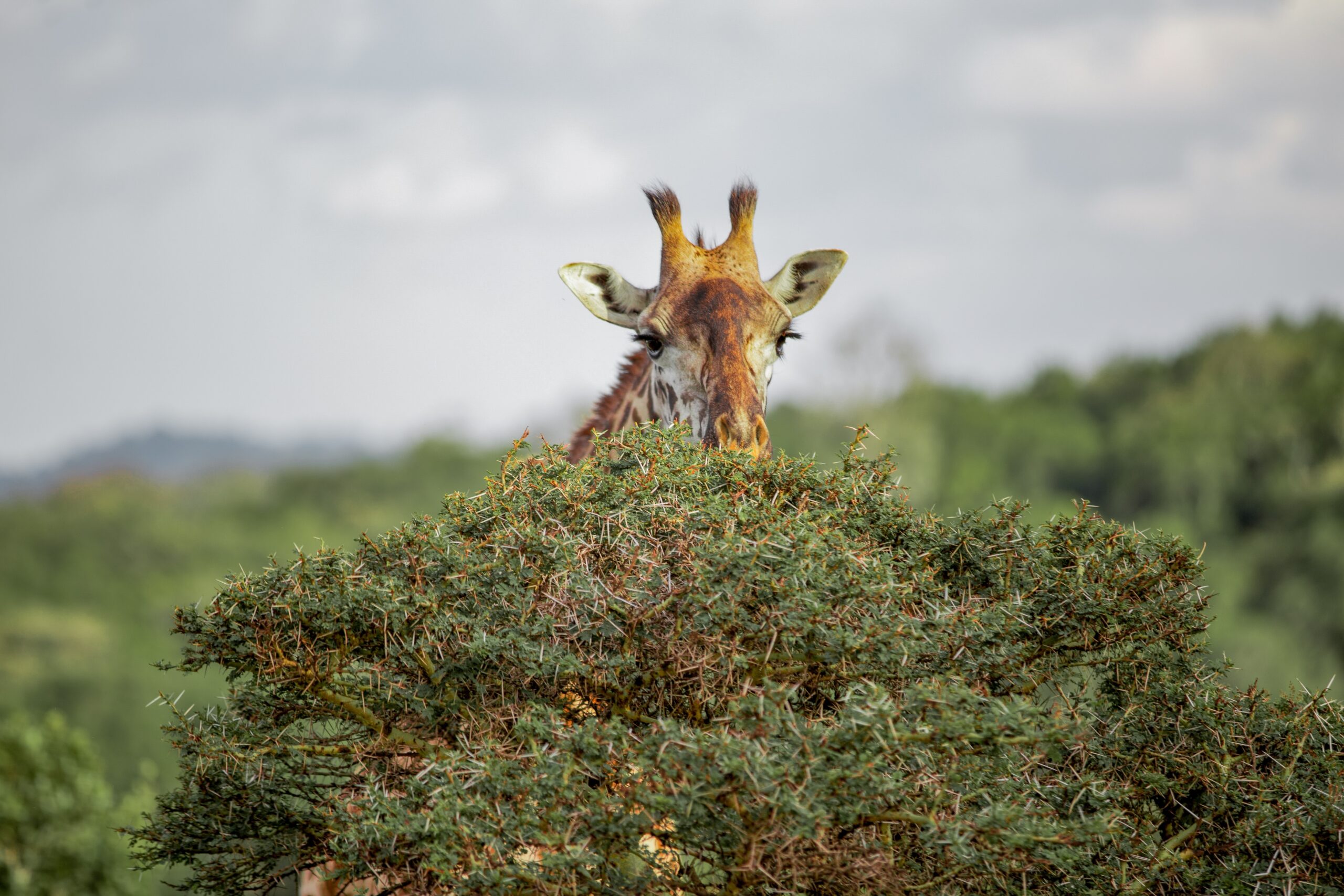 Arusha National Park