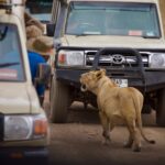 Game drives in Uganda