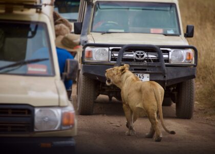 Game drives in Uganda