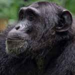 Chimpanzee habituation in Uganda