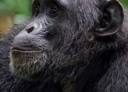 Chimpanzee habituation in Uganda