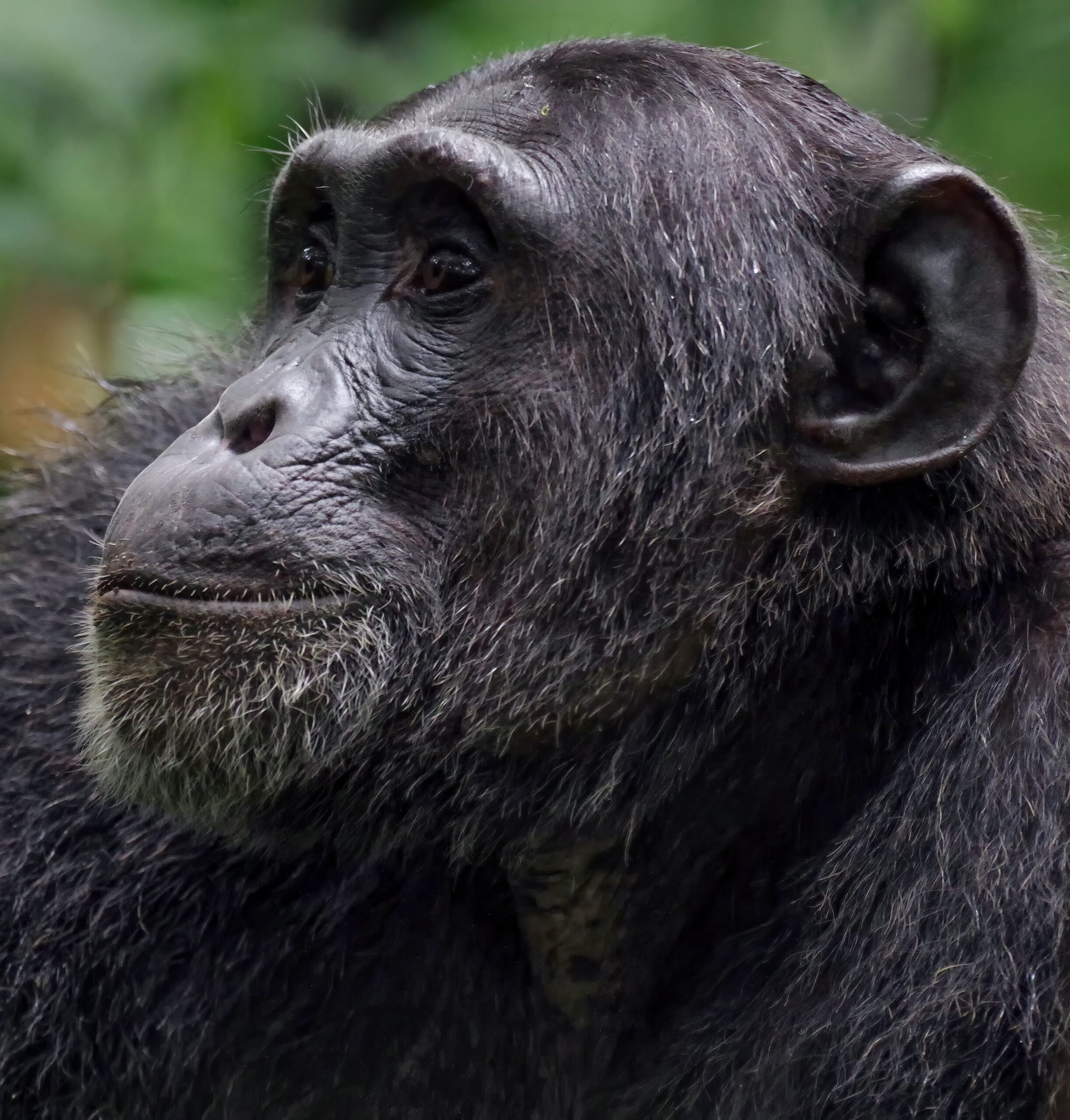 Chimpanzee habituation in Uganda