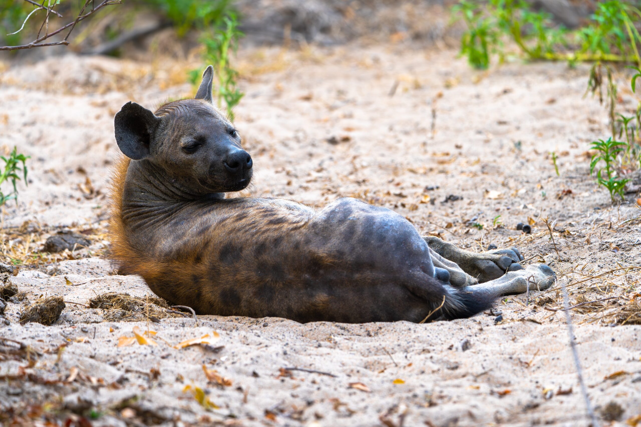 Nyerere National Park