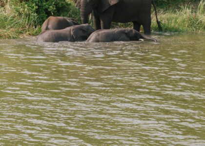 boat cruising in queen elizabeth national park