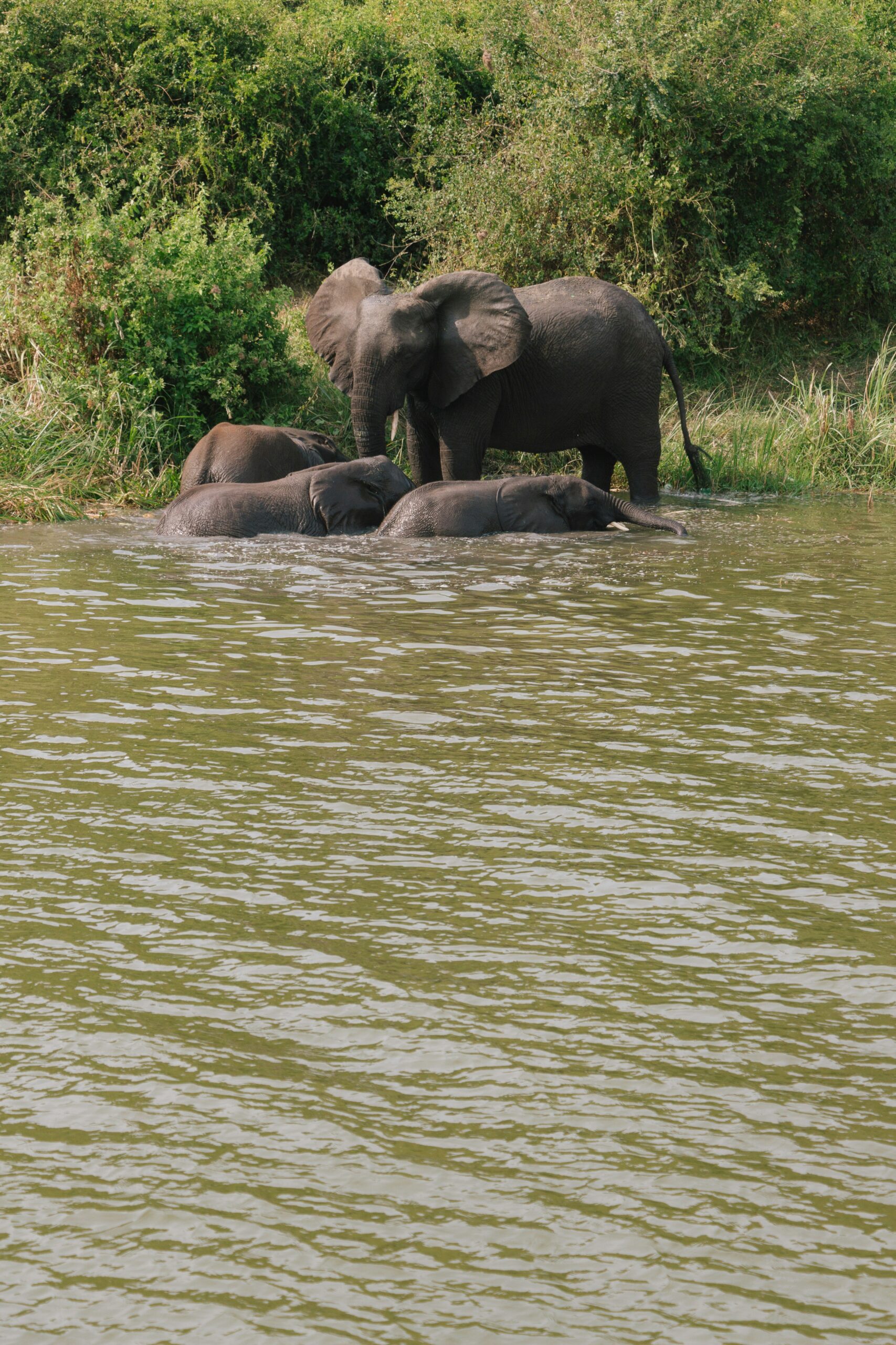 boat cruising in queen elizabeth national park