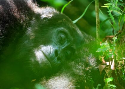 Gorilla trekking is the top one amazing things to do in uganda.