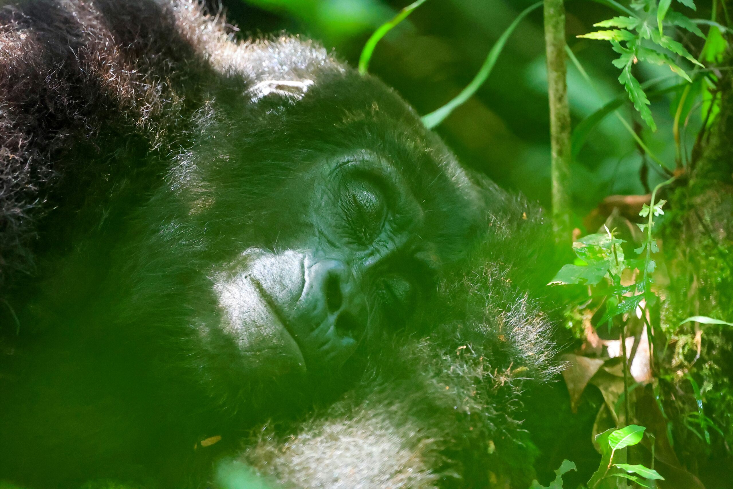 Gorilla trekking is the top one amazing things to do in uganda.